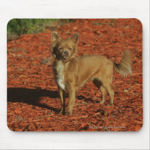 Chihuahua Looking at Camera Mouse Mat