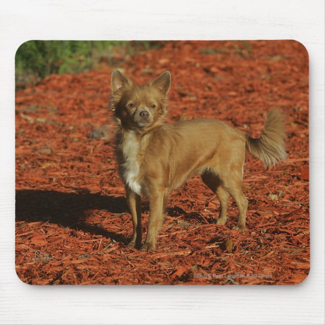 Chihuahua Looking at Camera Mouse Mat (Front)