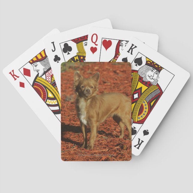 Chihuahua Looking at Camera Playing Cards (Back)