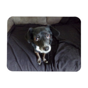 Chihuahua Looking at You Flexible Magnet