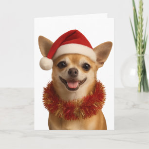 Chihuahua looking cheeky Santa hat Christmas card