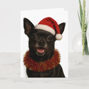 Chihuahua looking cheeky Santa hat Christmas card