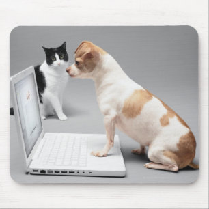 Chihuahua looking into the screen of a laptop mouse mat