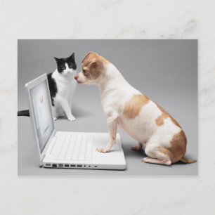 Chihuahua looking into the screen of a laptop postcard