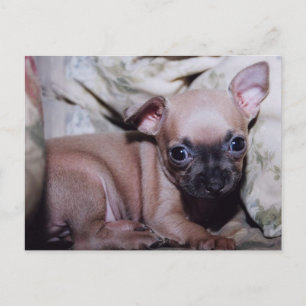 Chihuahua Lover's Delight Postcard