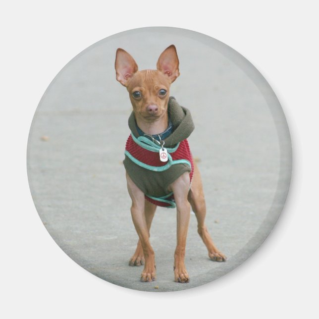 Chihuahua magnet (Front)