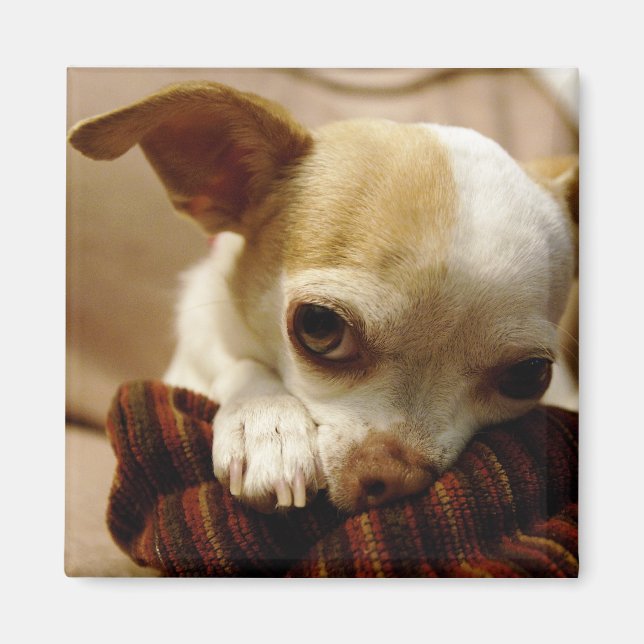 Chihuahua Magnet (Front)