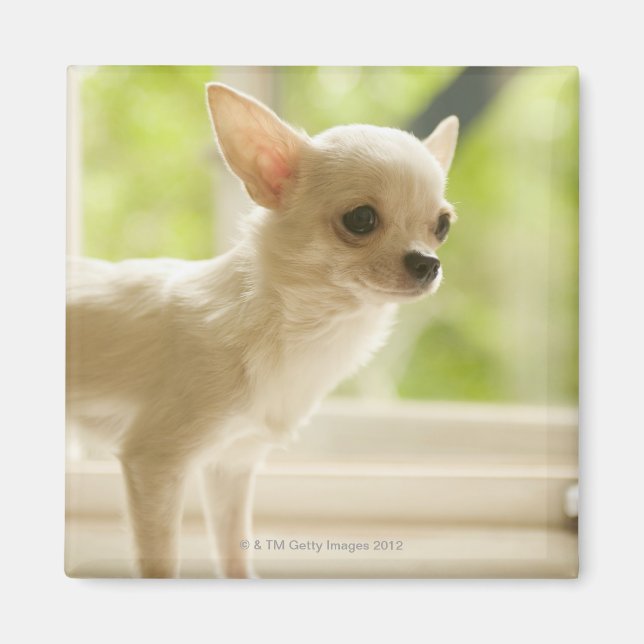 Chihuahua Magnet (Front)