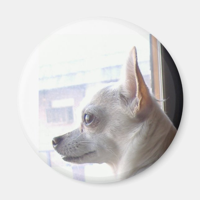 Chihuahua Magnet (Front)