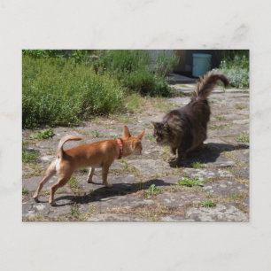 Chihuahua Meets Cat Postcard