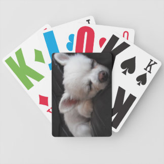 Poker chihuahua
