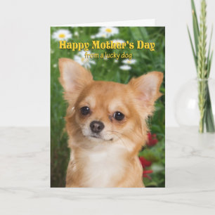 Chihuahua Mother's Day Card