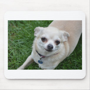 Chihuahua Mouse Mat