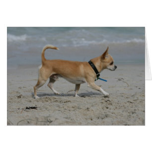 Chihuahua on Beach