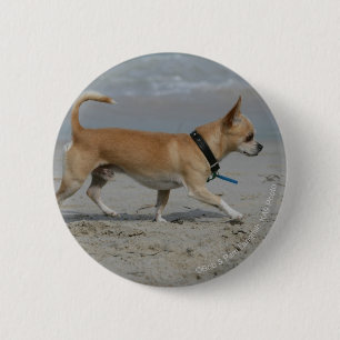 Chihuahua on Beach 6 Cm Round Badge