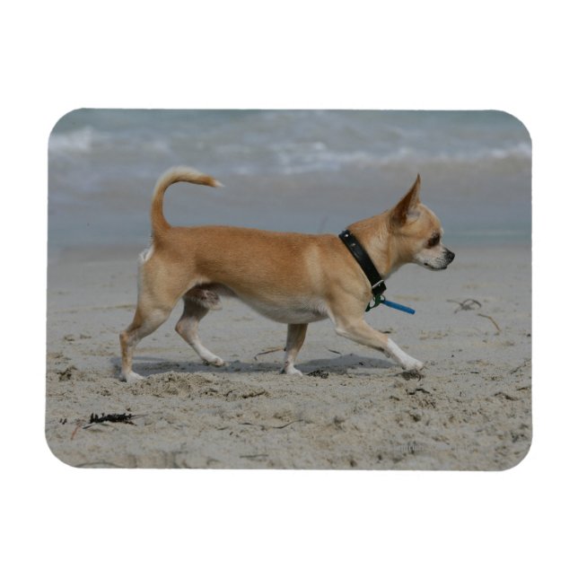 Chihuahua on Beach Magnet (Horizontal)