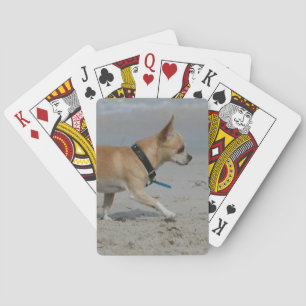 Chihuahua on Beach Playing Cards