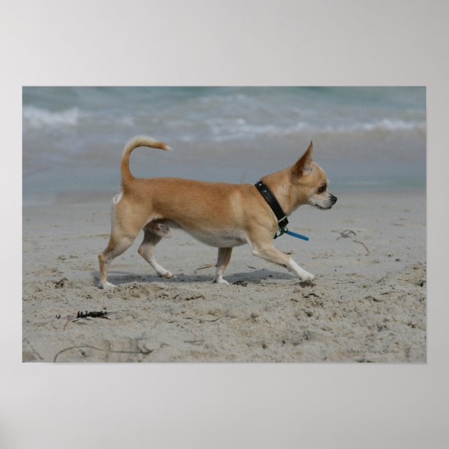 Chihuahua on Beach Poster (Front)