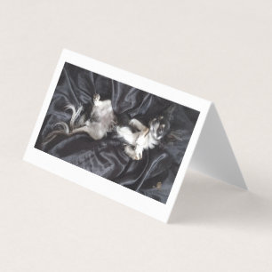 Chihuahua on Black Silk