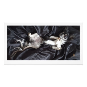 Chihuahua on Black Silk Photo Print