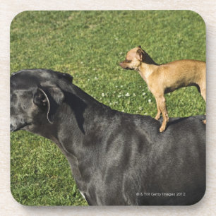 Chihuahua on Great Dane's back 2 Coaster