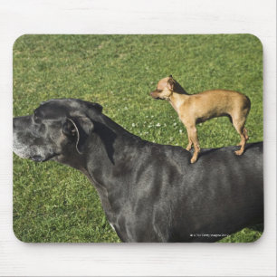 Chihuahua on Great Dane's back 2 Mouse Mat