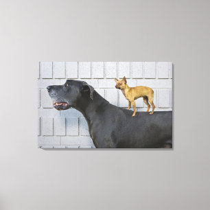 Chihuahua on Great Dane's back Canvas Print