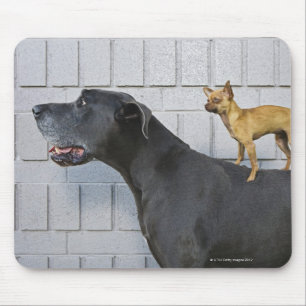 Chihuahua on Great Dane's back Mouse Mat