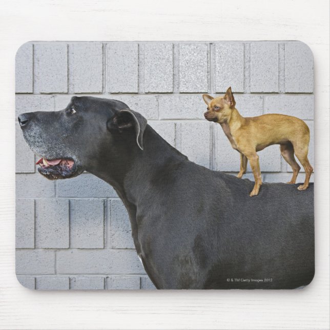 Chihuahua on Great Dane's back Mouse Mat (Front)