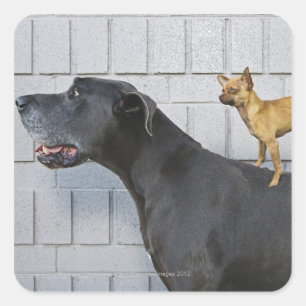 Chihuahua on Great Dane's back Square Sticker