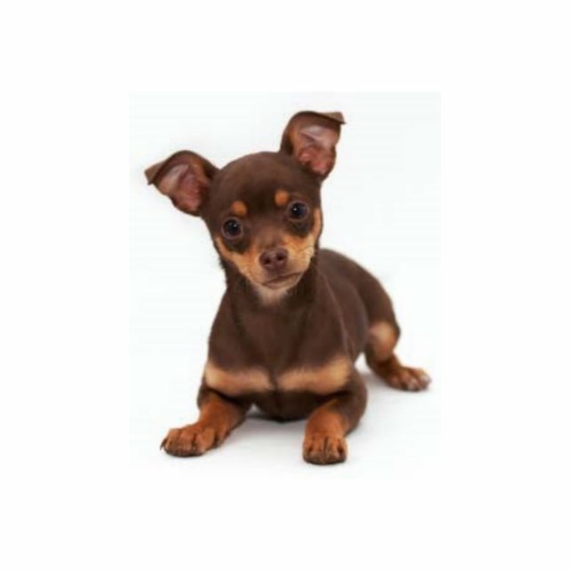 Chihuahua Photo Sculpture (Front)