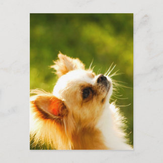 Chihuahua Portrait Postcard