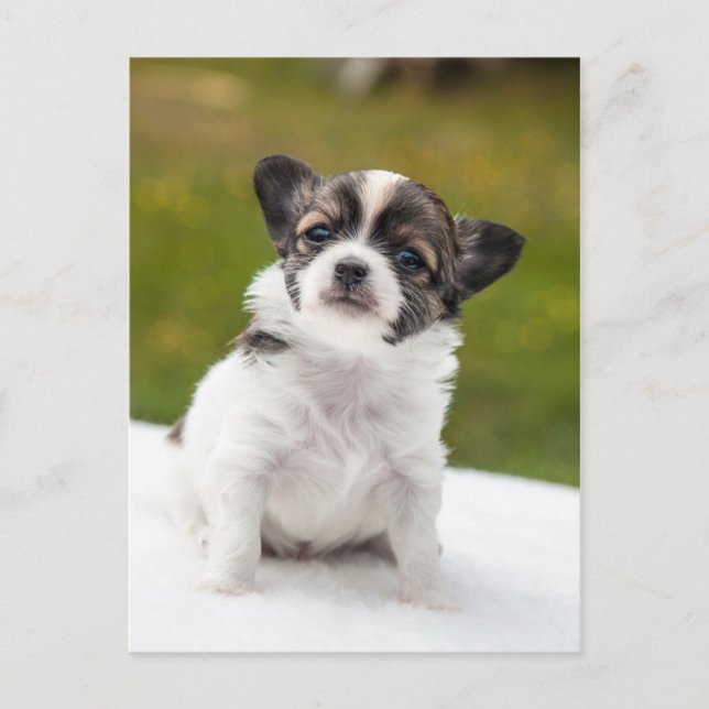 Chihuahua Postcard (Front)