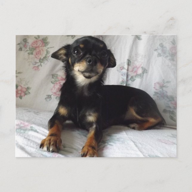 chihuahua Postcard (Front)