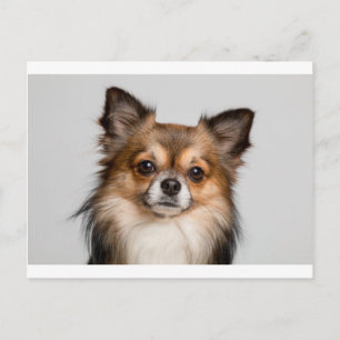 chihuahua postcard