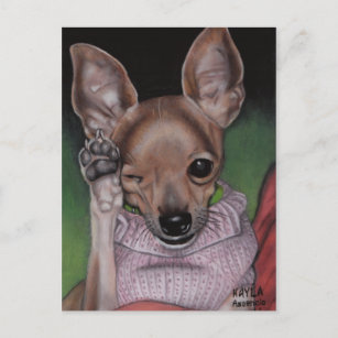 Chihuahua Postcard