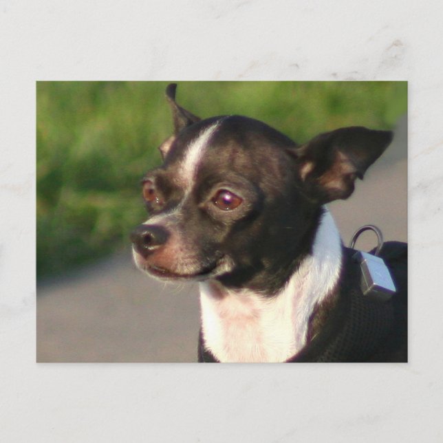 Chihuahua Postcard (Front)