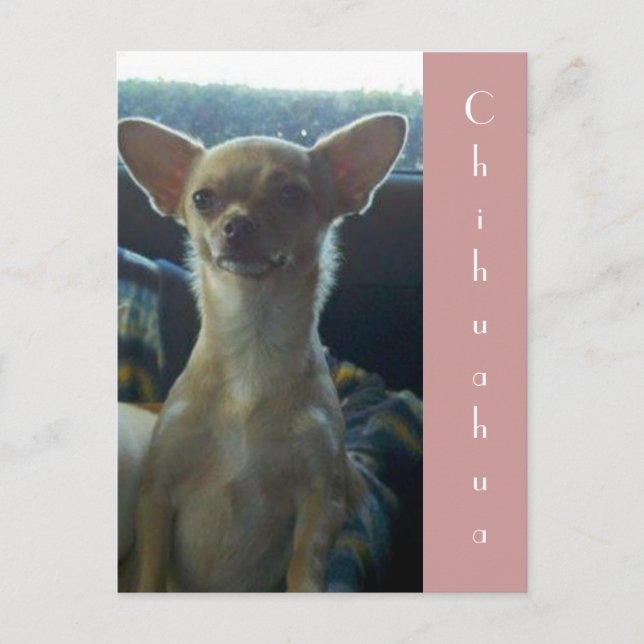 Chihuahua Postcard (Front)
