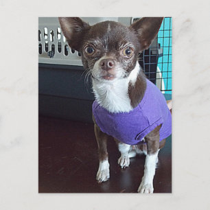 Chihuahua Postcard