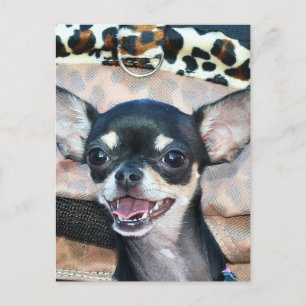 Chihuahua postcard