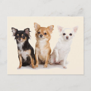 CHIHUAHUA POSTCARD