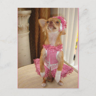 chihuahua postcard