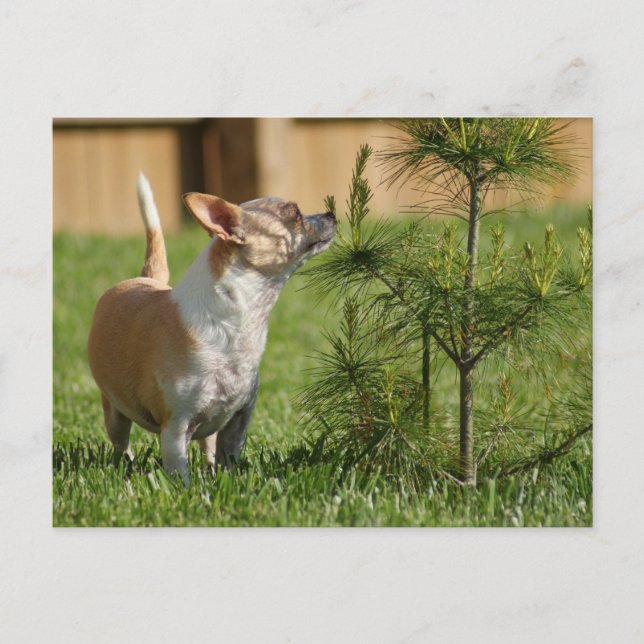 Chihuahua Postcard (Front)