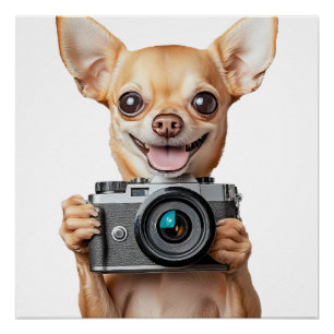 Chihuahua Poster