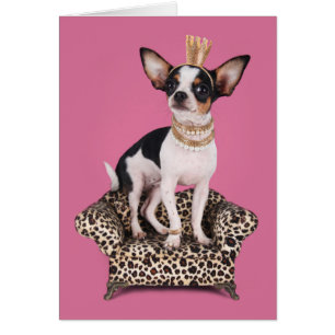 Chihuahua Princess