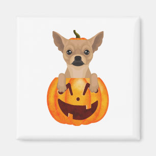 Chihuahua Pumpkin  Magnet