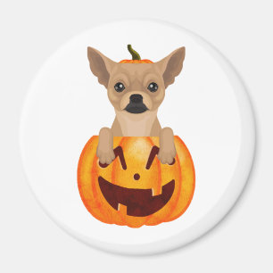 Chihuahua Pumpkin    Magnet