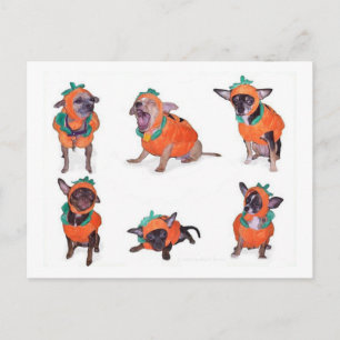 Chihuahua Pumpkins Postcard