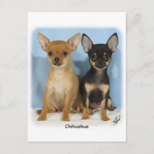 Chihuahua puppies 9W079D-011 Postcard