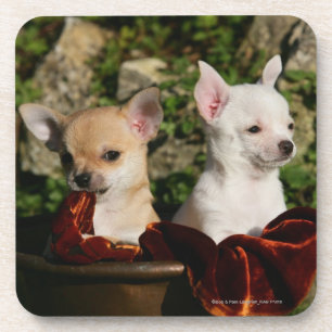 Chihuahua Puppies Coaster